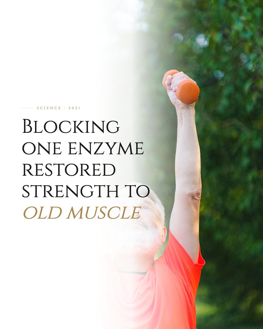 Crescent Discovery Series cover: Blocking one enzyme restored strength to old muscle