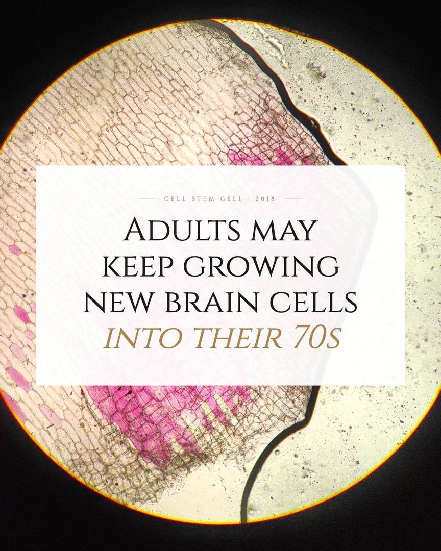 Crescent Discovery Series cover: Adults may keep growing new brain cells into their 70s