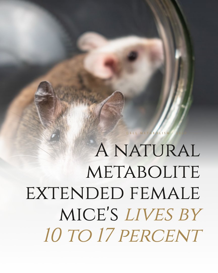 Crescent Discovery Series cover: A natural metabolite extended female mice's lives by 10 to 17 percent