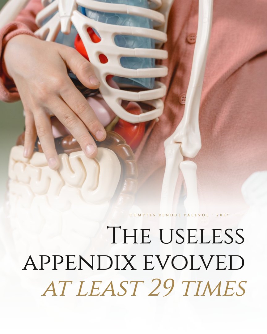 Crescent Discovery Series cover: The useless appendix evolved at least 29 times