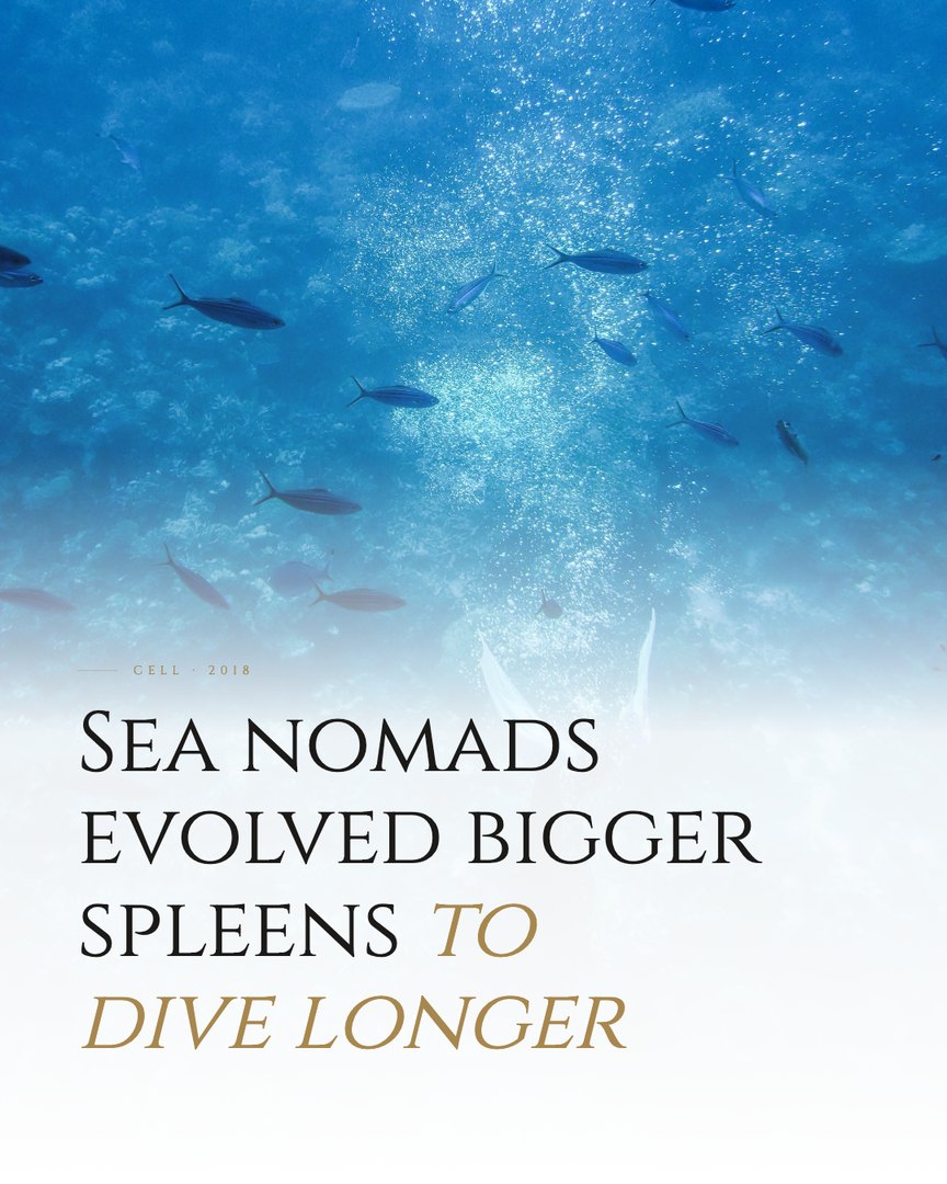 Crescent Discovery Series cover: Sea nomads evolved bigger spleens to dive longer
