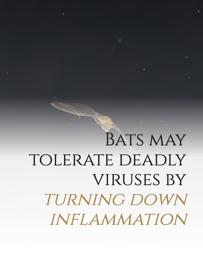 Crescent Discovery Series cover: Bats may tolerate deadly viruses by turning down inflammation