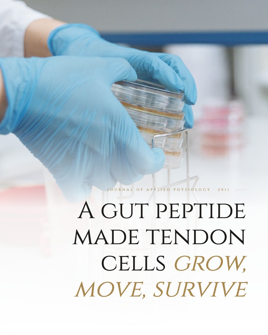 Crescent Discovery Series cover: A gut peptide made tendon cells grow, move, survive