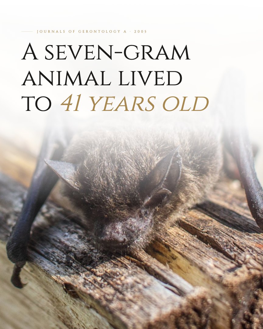 Crescent Discovery Series cover: A seven-gram animal lived to 41 years old