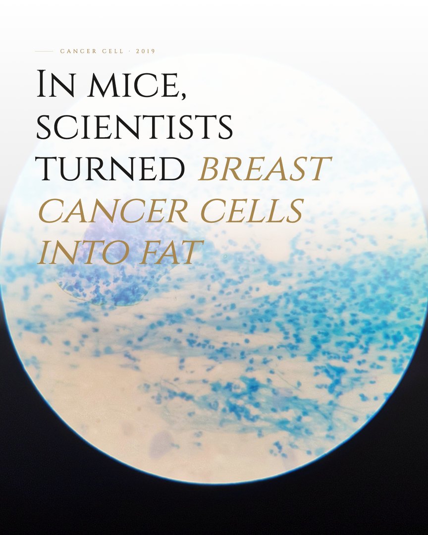 Crescent Discovery Series cover: In mice, scientists turned breast cancer cells into fat