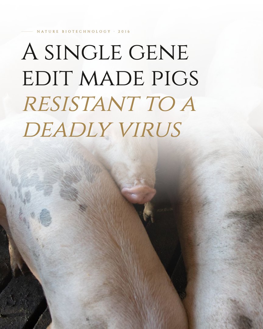 Crescent Discovery Series cover: A single gene edit made pigs resistant to a deadly virus