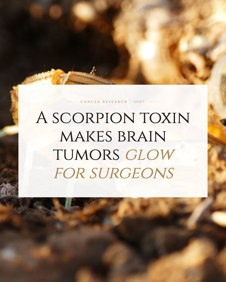 Crescent Discovery Series cover: A scorpion toxin makes brain tumors glow for surgeons