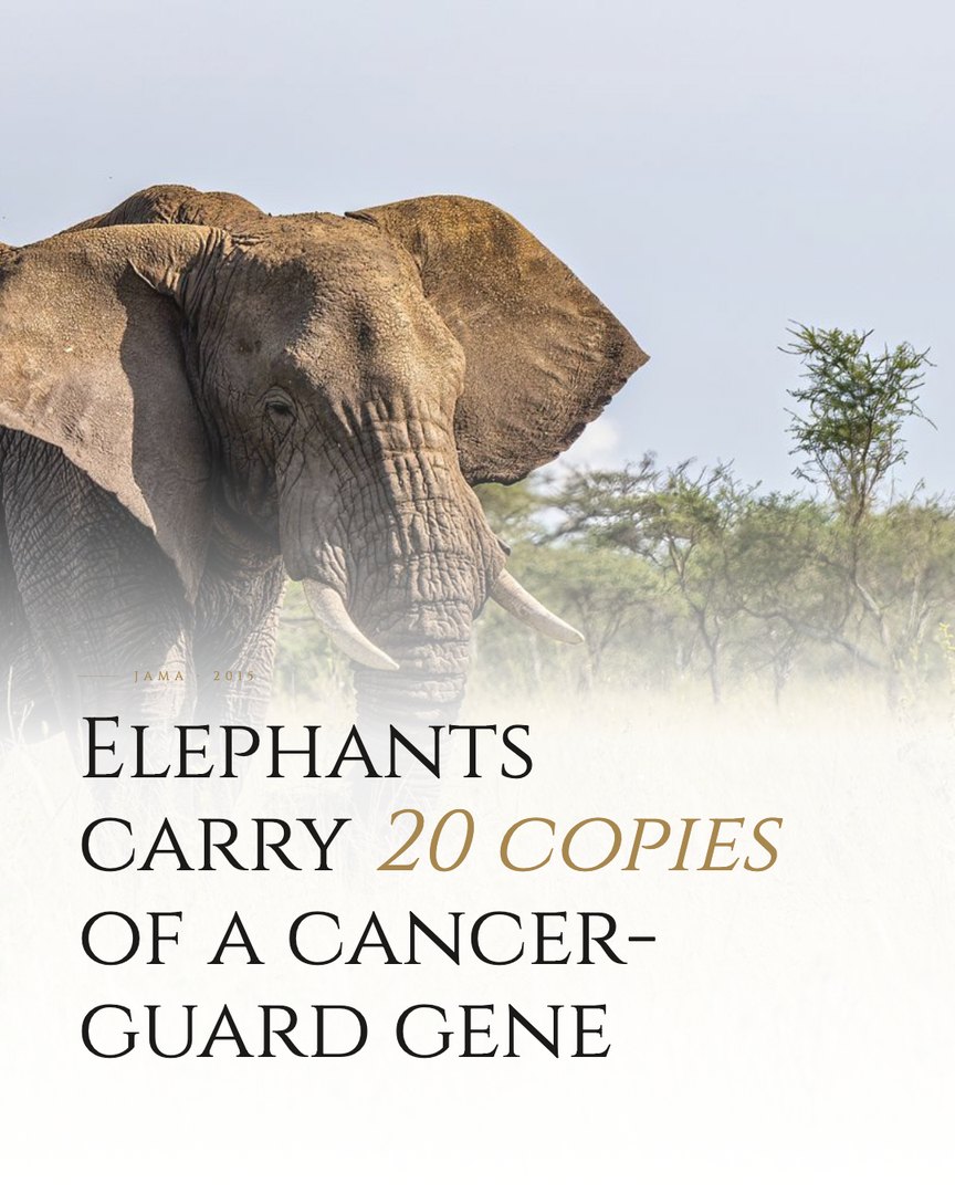 Crescent Discovery Series cover: Elephants carry 20 copies of a cancer-guard gene