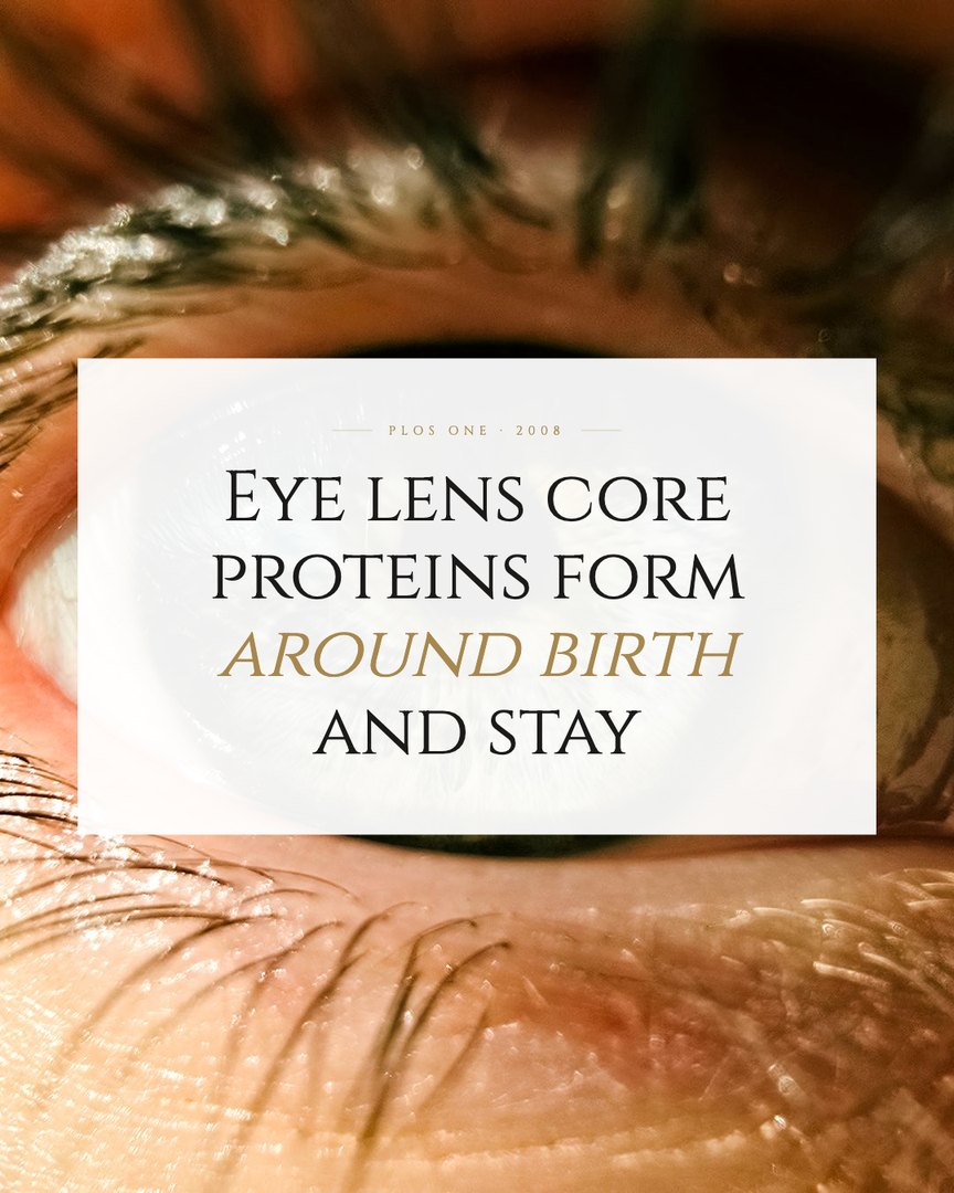 Crescent Discovery Series cover: Eye lens core proteins form around birth and stay