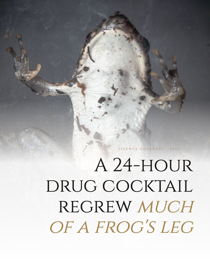 Crescent Discovery Series cover: A 24-hour drug cocktail regrew much of a frog's leg