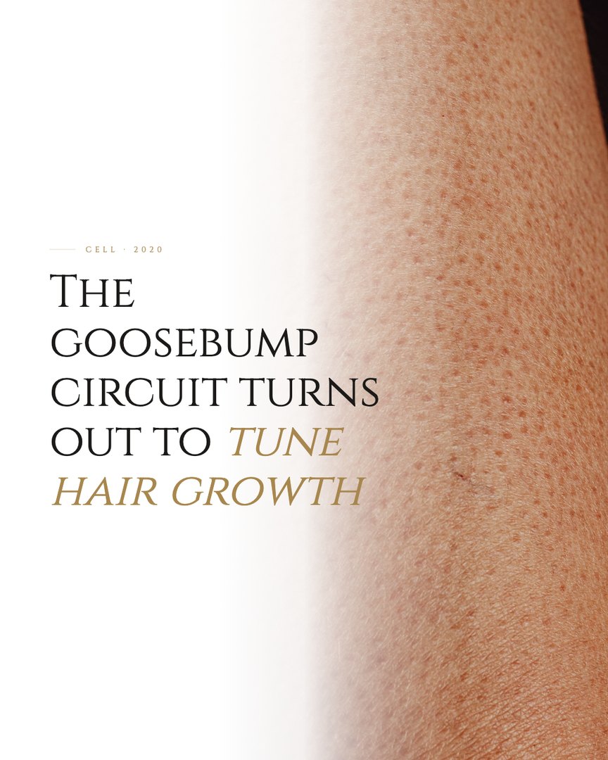 Crescent Discovery Series cover: The goosebump circuit turns out to tune hair growth