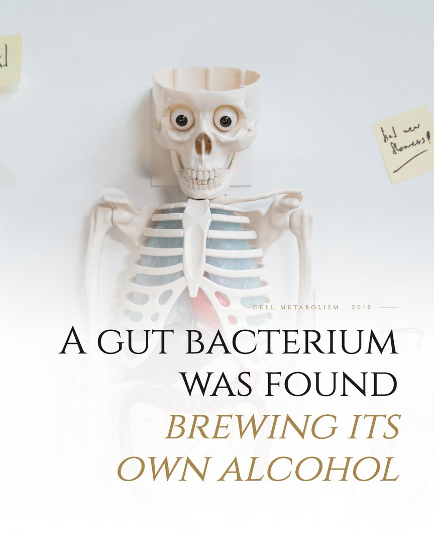 Crescent Discovery Series cover: A gut bacterium was found brewing its own alcohol