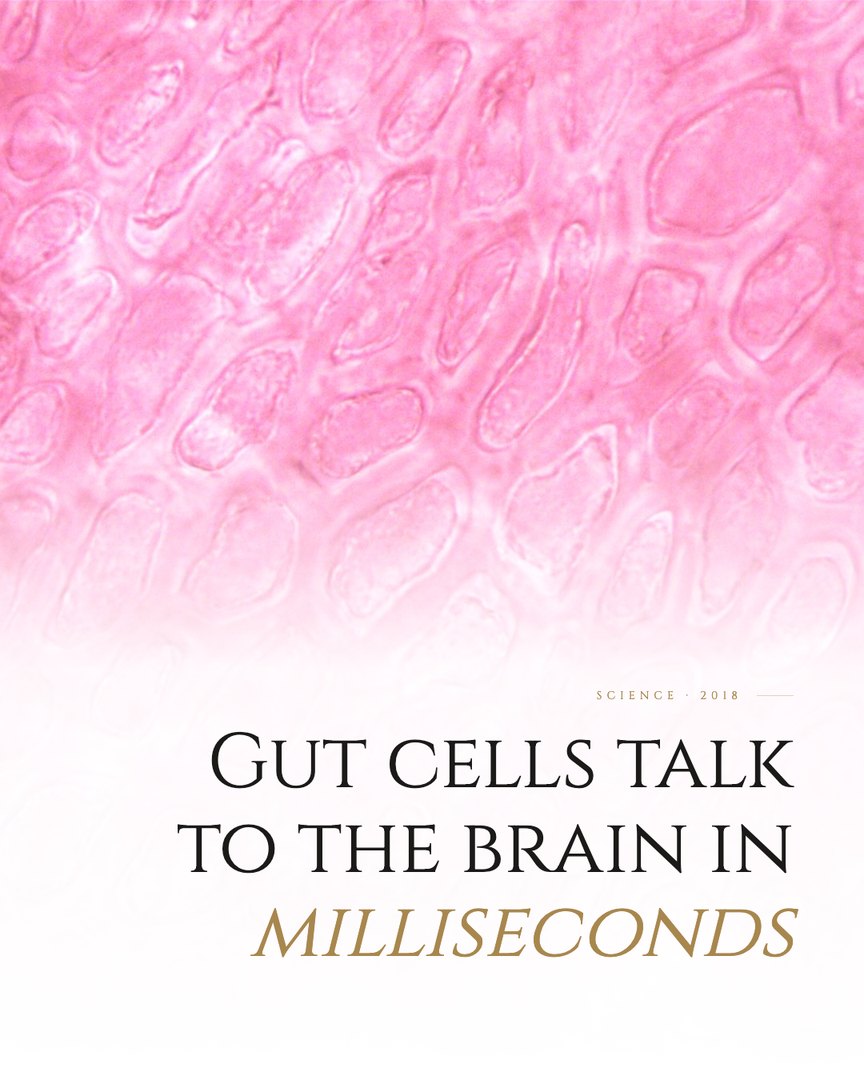 Crescent Discovery Series cover: Gut cells talk to the brain in milliseconds