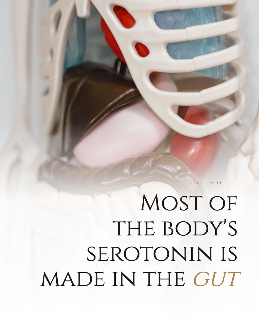 Crescent Discovery Series cover: Most of the body's serotonin is made in the gut