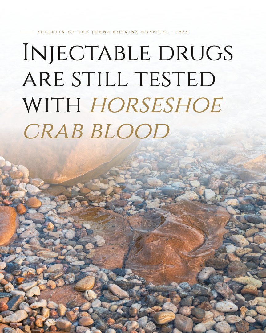 Crescent Discovery Series cover: Injectable drugs are still tested with horseshoe crab blood