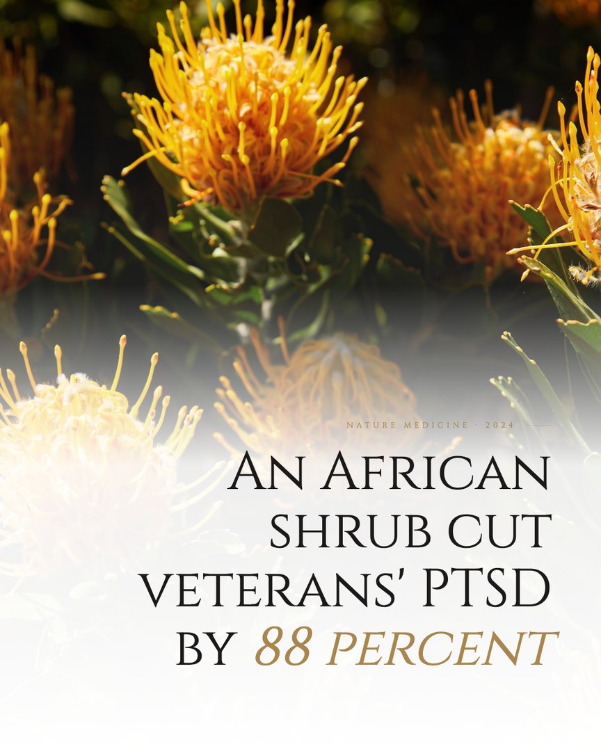 Crescent Discovery Series cover: An African shrub cut veterans' PTSD by 88 percent