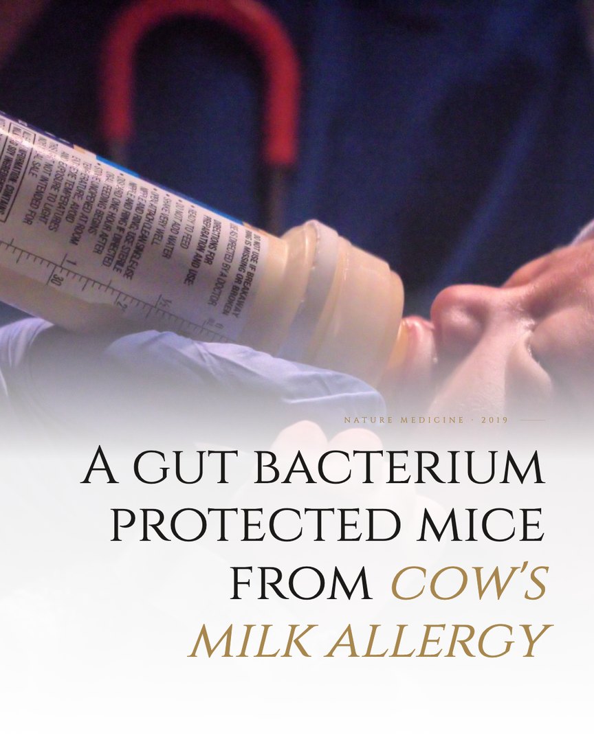 Crescent Discovery Series cover: A gut bacterium protected mice from cow's milk allergy
