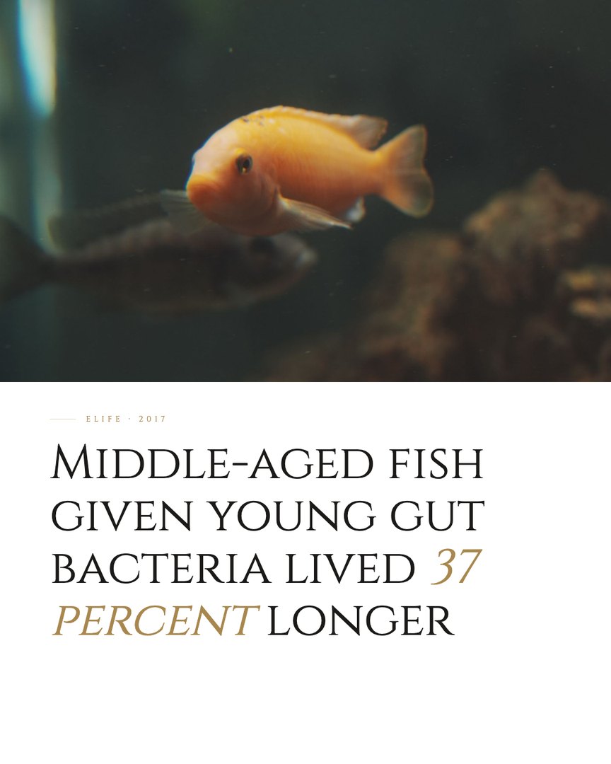 Crescent Discovery Series cover: Middle-aged fish given young gut bacteria lived 37 percent longer