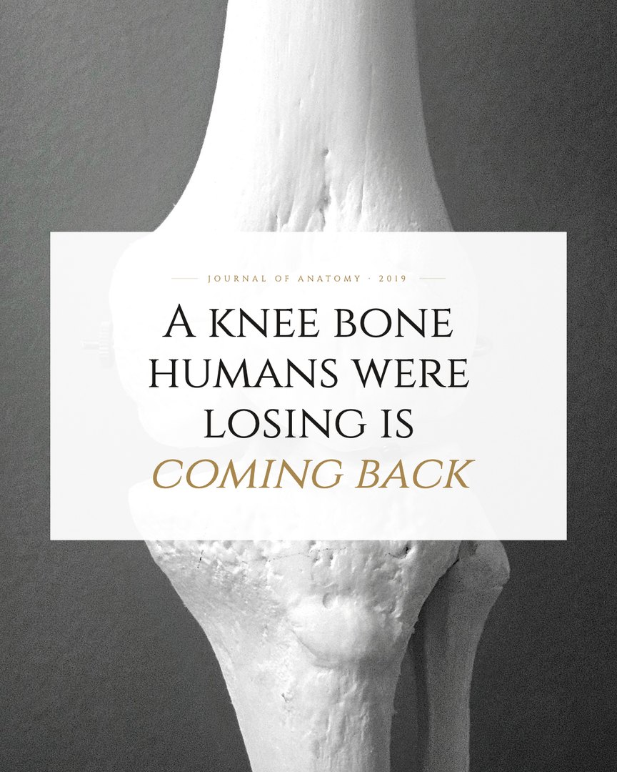 Crescent Discovery Series cover: A knee bone humans were losing is coming back