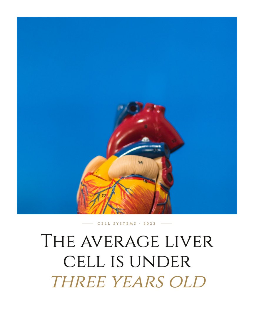 Crescent Discovery Series cover: The average liver cell is under three years old
