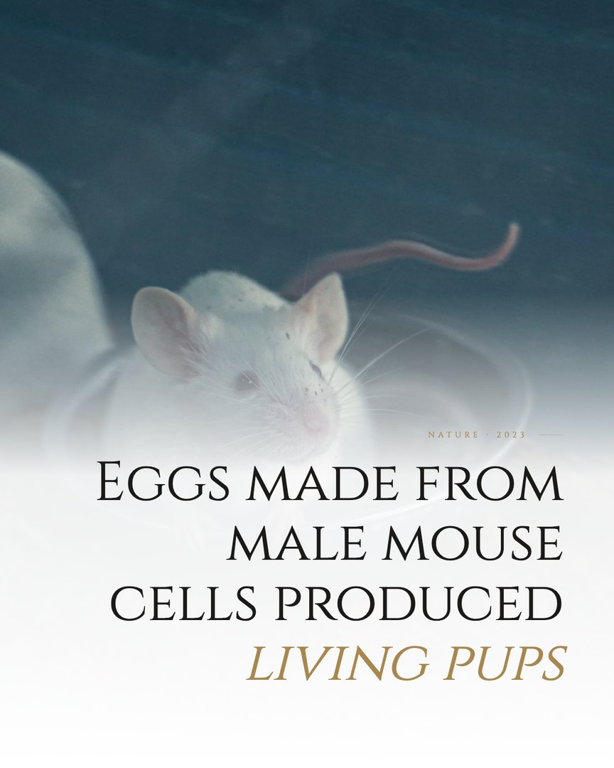 Crescent Discovery Series cover: Eggs made from male mouse cells produced living pups