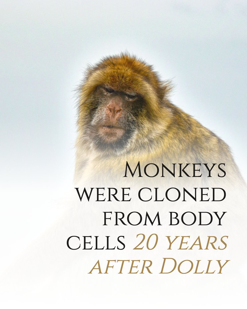 Crescent Discovery Series cover: Monkeys were cloned from body cells 20 years after Dolly