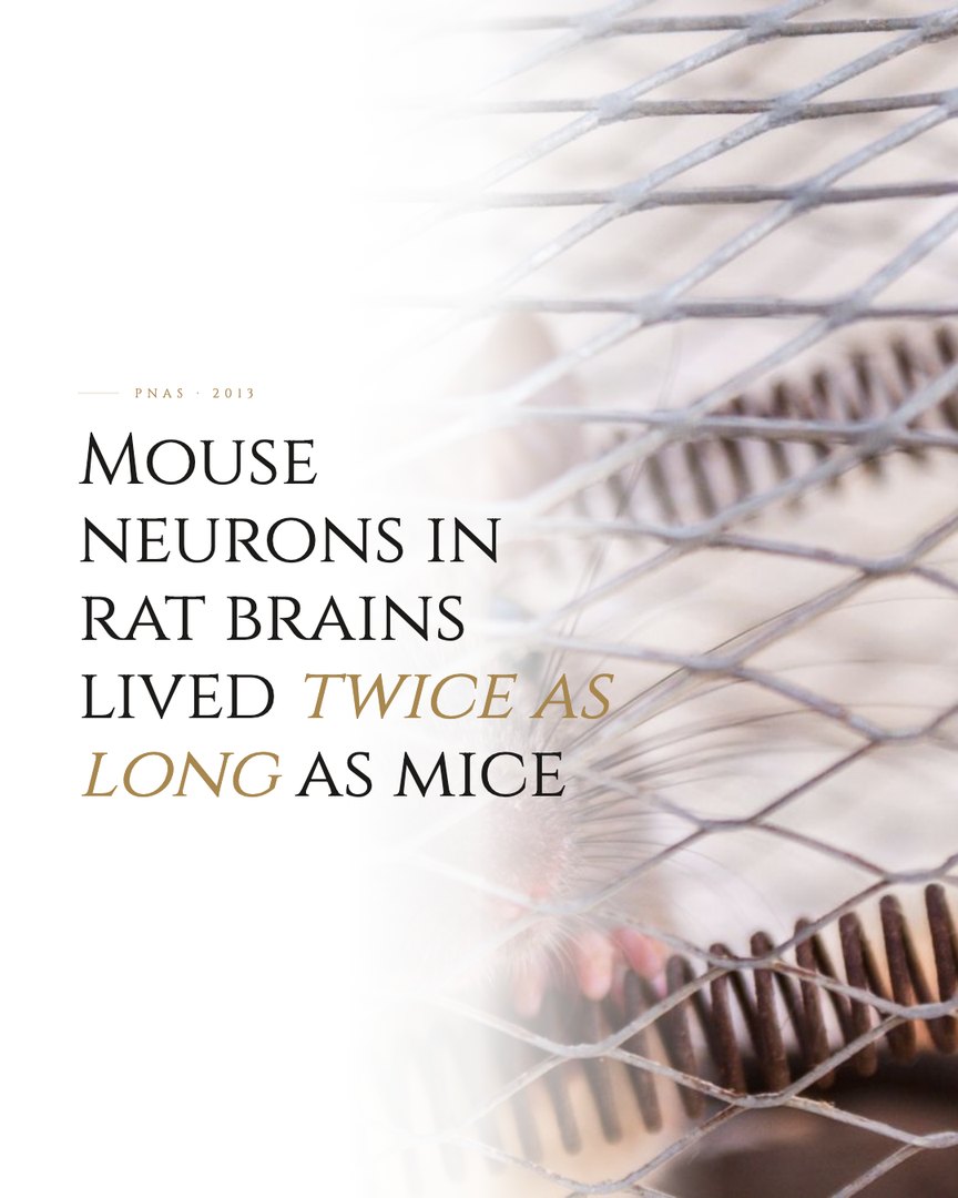 Crescent Discovery Series cover: Mouse neurons in rat brains lived twice as long as mice