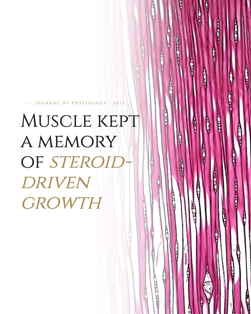 Crescent Discovery Series cover: Muscle kept a memory of steroid-driven growth