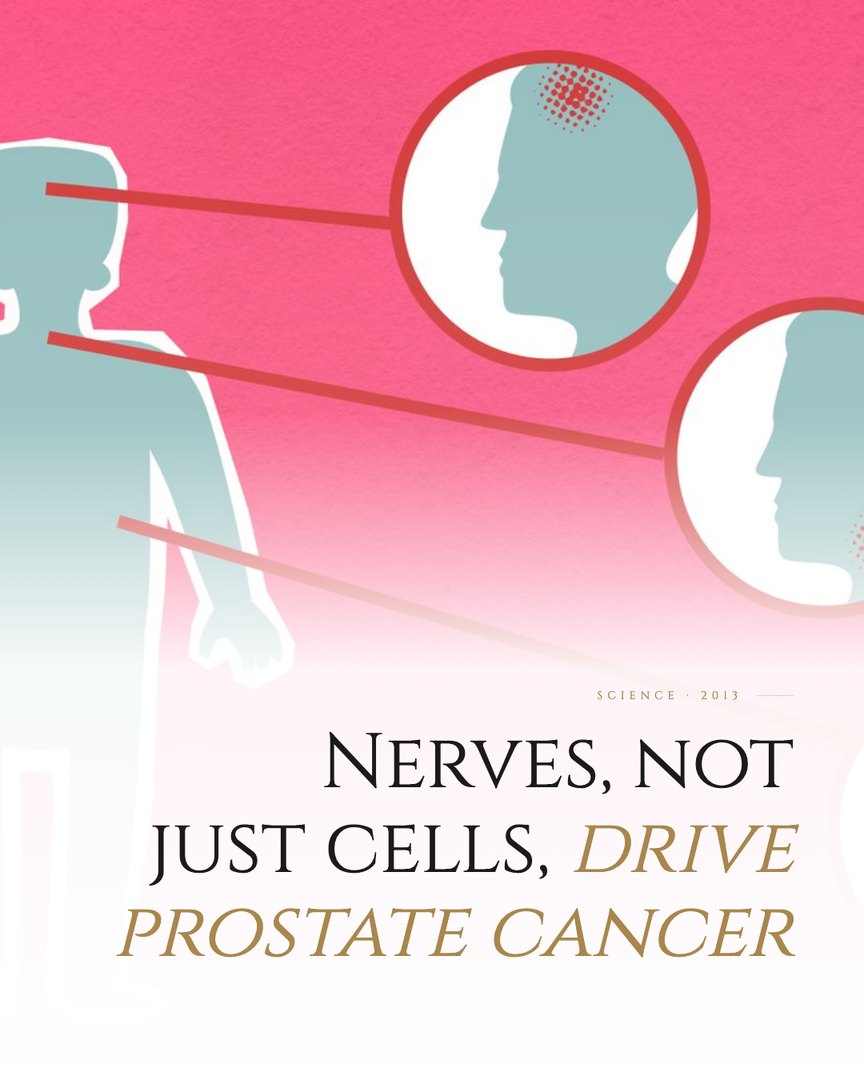 Crescent Discovery Series cover: Nerves, not just cells, drive prostate cancer