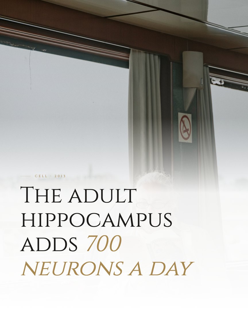 Crescent Discovery Series cover: The adult hippocampus adds 700 neurons a day