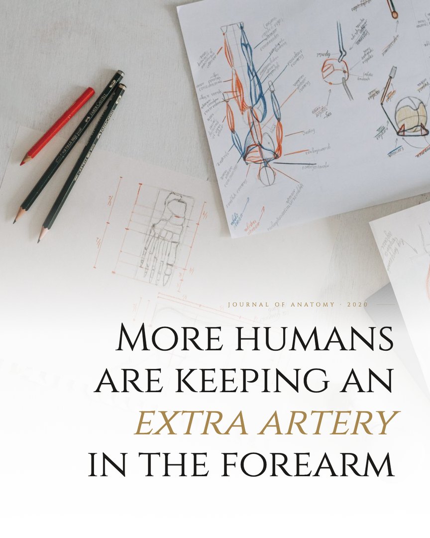 Crescent Discovery Series cover: More humans are keeping an extra artery in the forearm