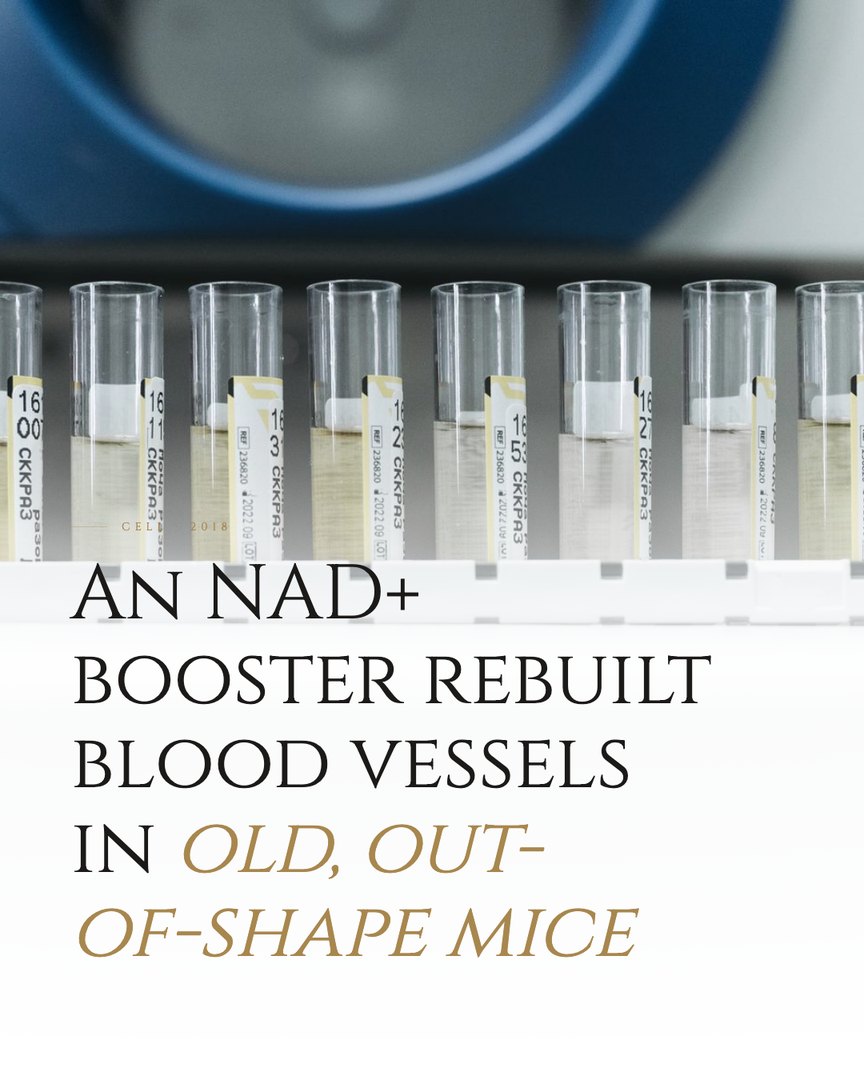 Crescent Discovery Series cover: An NAD+ booster rebuilt blood vessels in old, out-of-shape mice