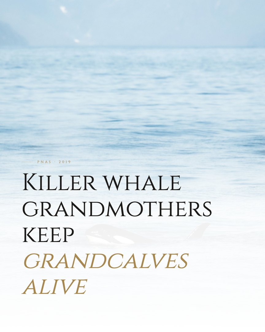 Crescent Discovery Series cover: Killer whale grandmothers keep grandcalves alive