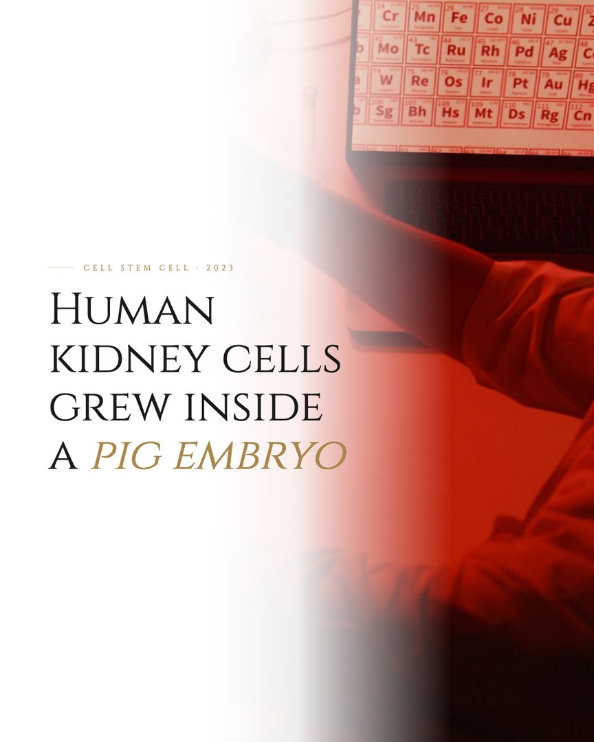 Crescent Discovery Series cover: Human kidney cells grew inside a pig embryo