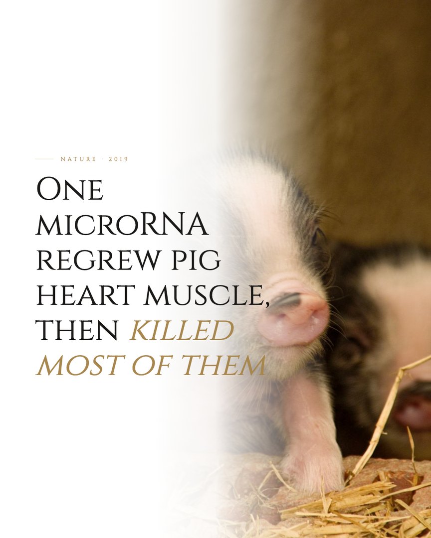 Crescent Discovery Series cover: One microRNA regrew pig heart muscle, then killed most of them
