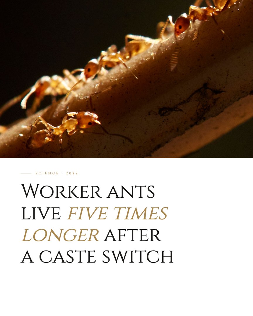 Crescent Discovery Series cover: Worker ants live five times longer after a caste switch