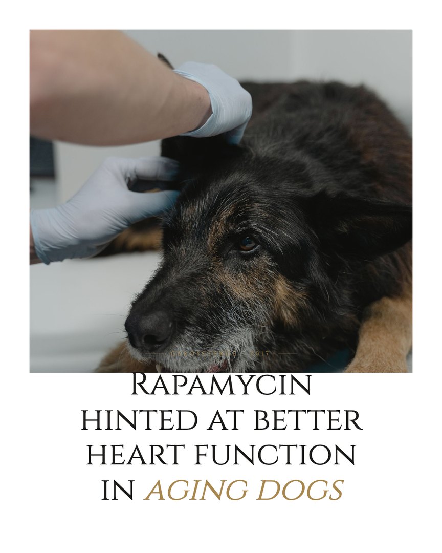 Crescent Discovery Series cover: Rapamycin hinted at better heart function in aging dogs