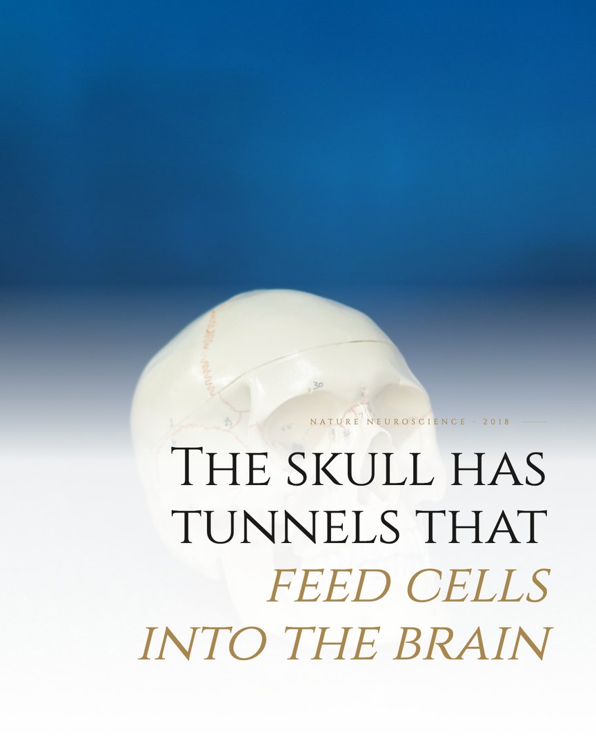 Crescent Discovery Series cover: The skull has tunnels that feed cells into the brain