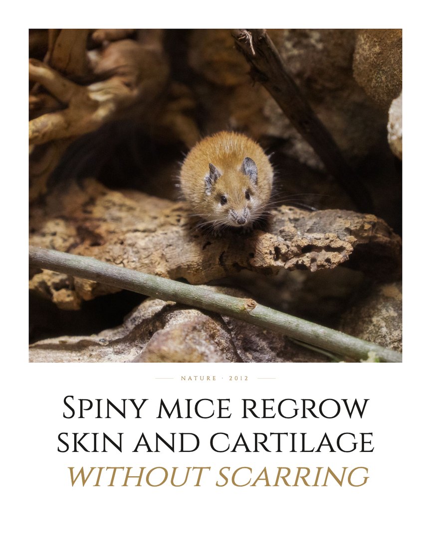 Crescent Discovery Series cover: Spiny mice regrow skin and cartilage without scarring