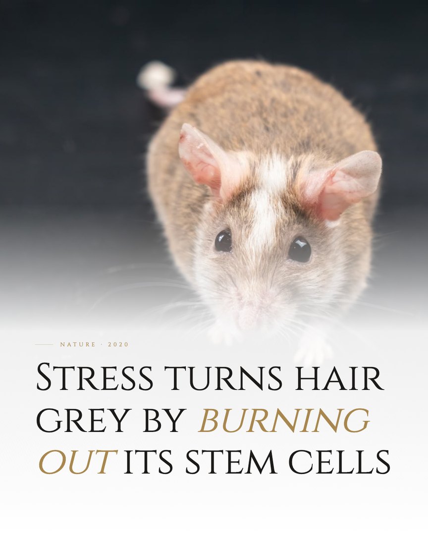 Crescent Discovery Series cover: Stress turns hair grey by burning out its stem cells