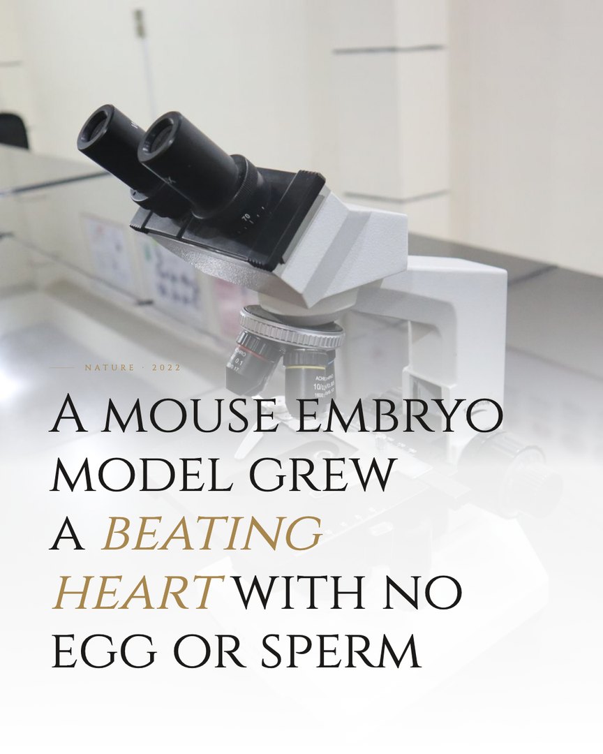 Crescent Discovery Series cover: A mouse embryo model grew a beating heart with no egg or sperm