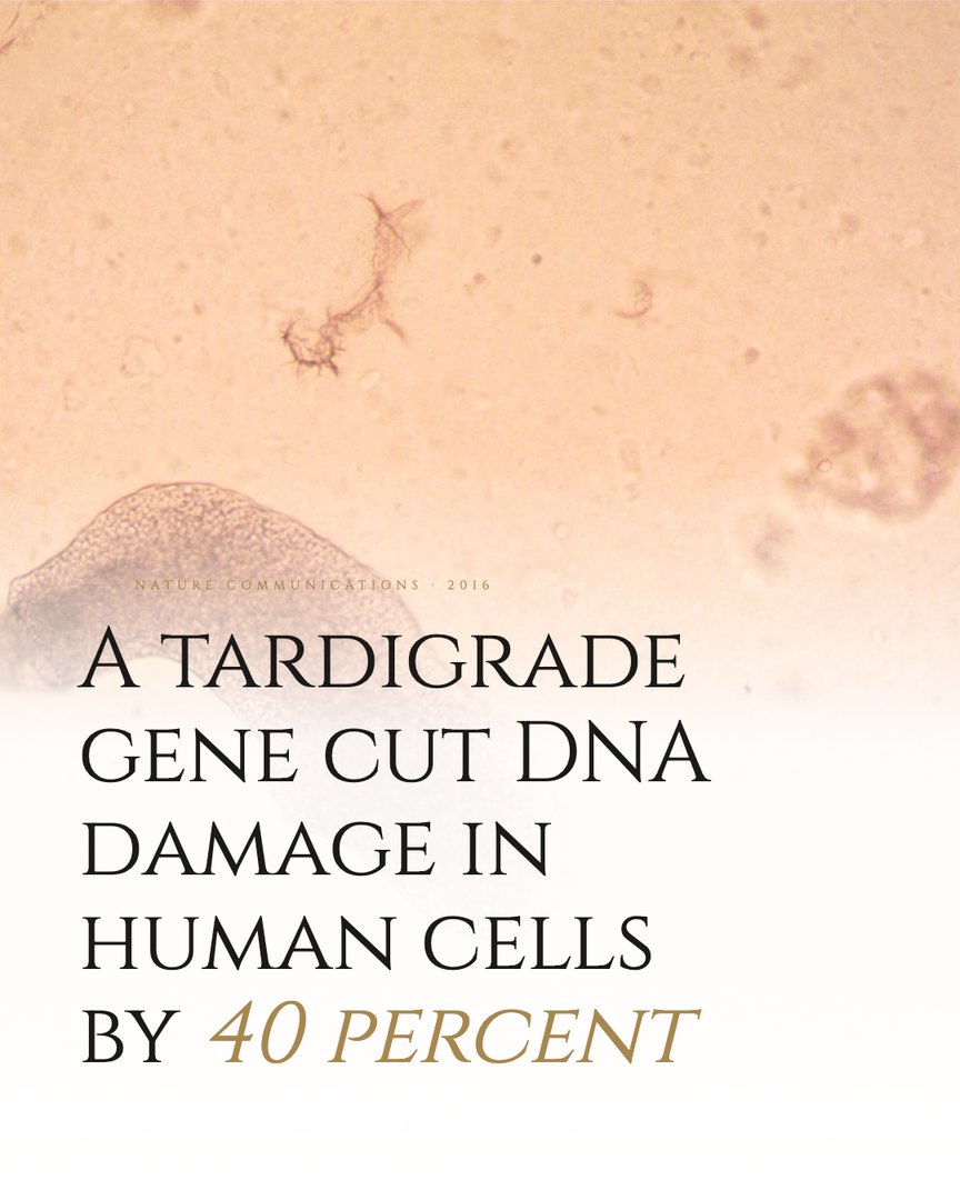 Crescent Discovery Series cover: A tardigrade gene cut DNA damage in human cells by 40 percent