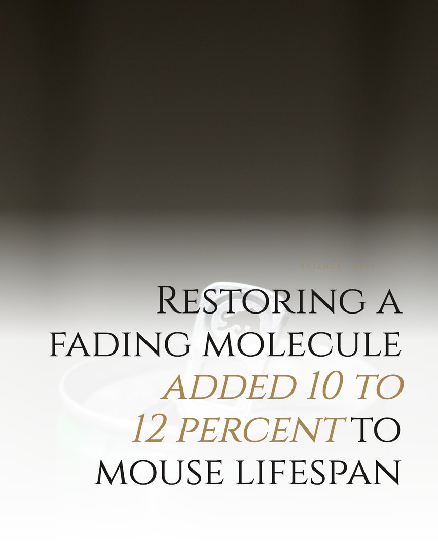 Crescent Discovery Series cover: Restoring a fading molecule added 10 to 12 percent to mouse lifespan