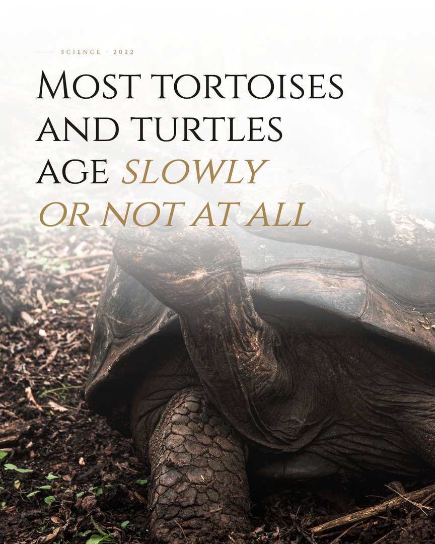 Crescent Discovery Series cover: Most tortoises and turtles age slowly or not at all
