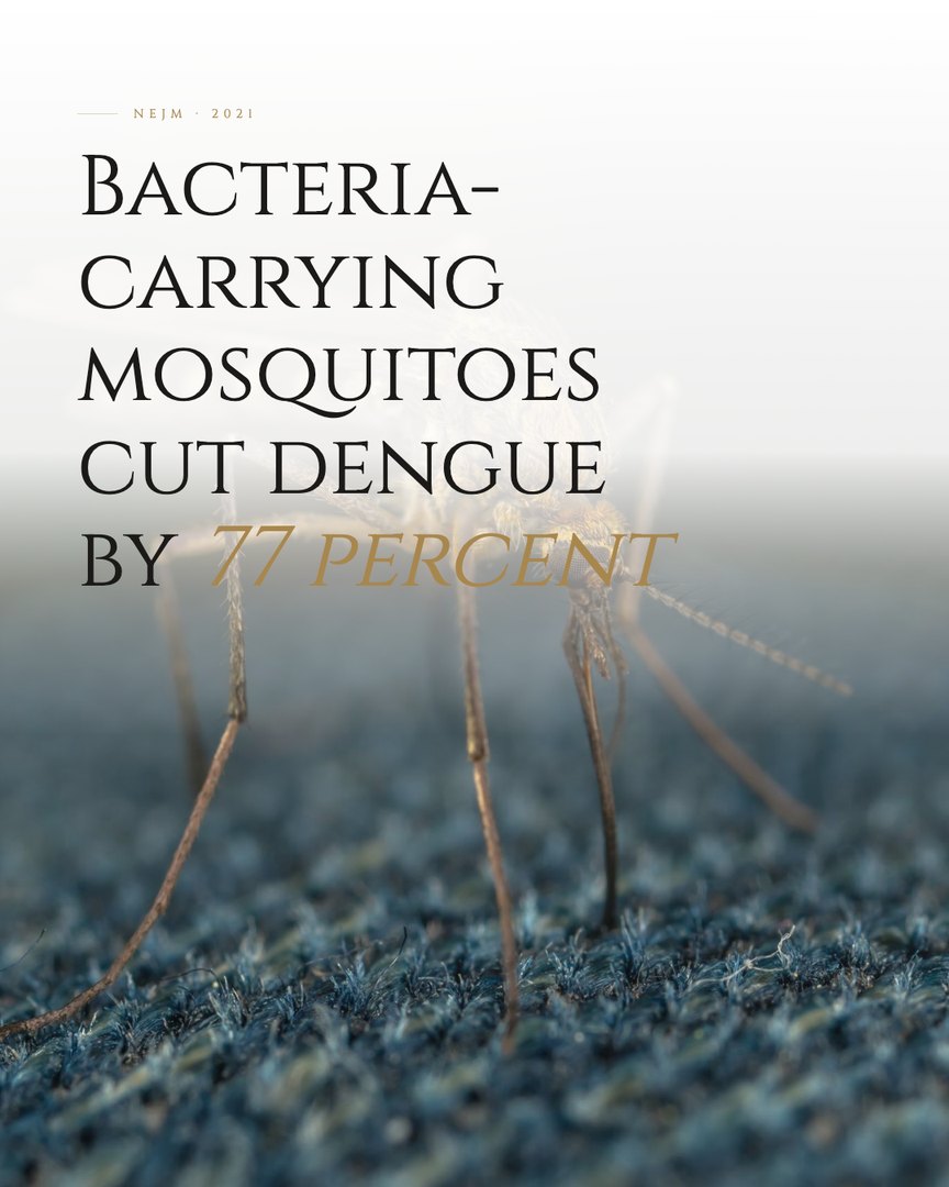 Crescent Discovery Series cover: Bacteria-carrying mosquitoes cut dengue by 77 percent