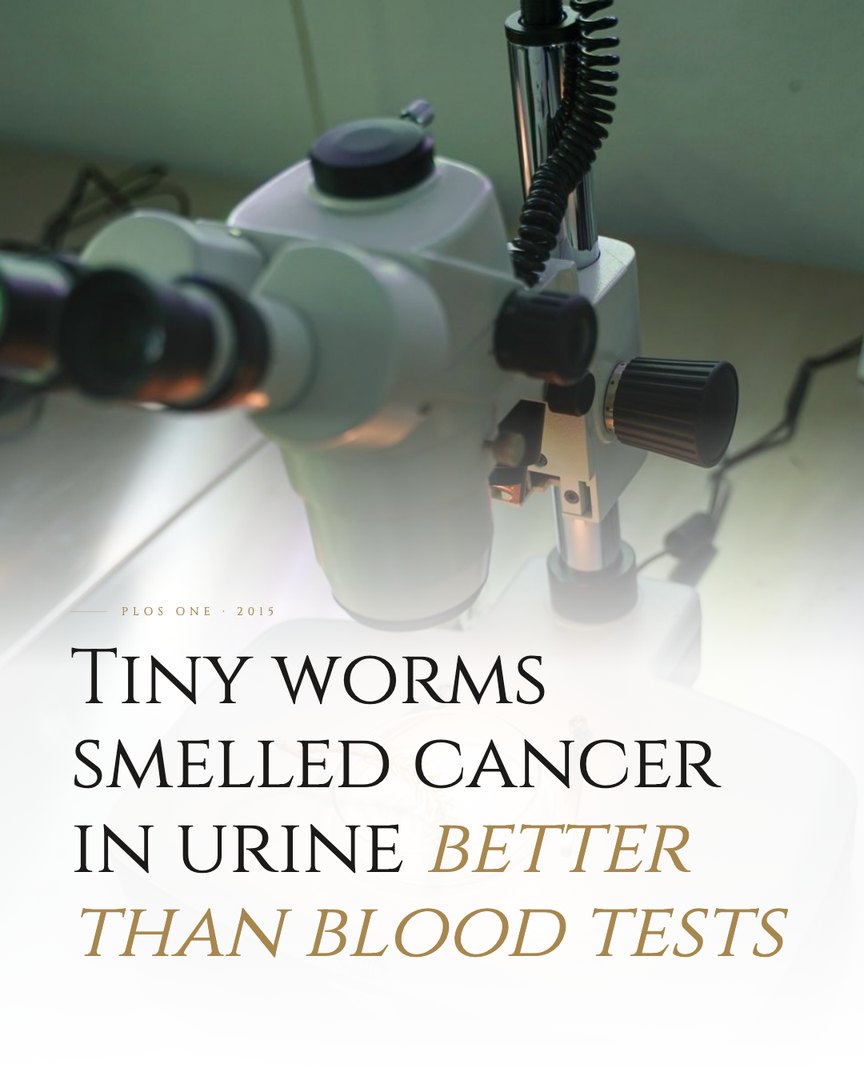 Crescent Discovery Series cover: Tiny worms smelled cancer in urine better than blood tests