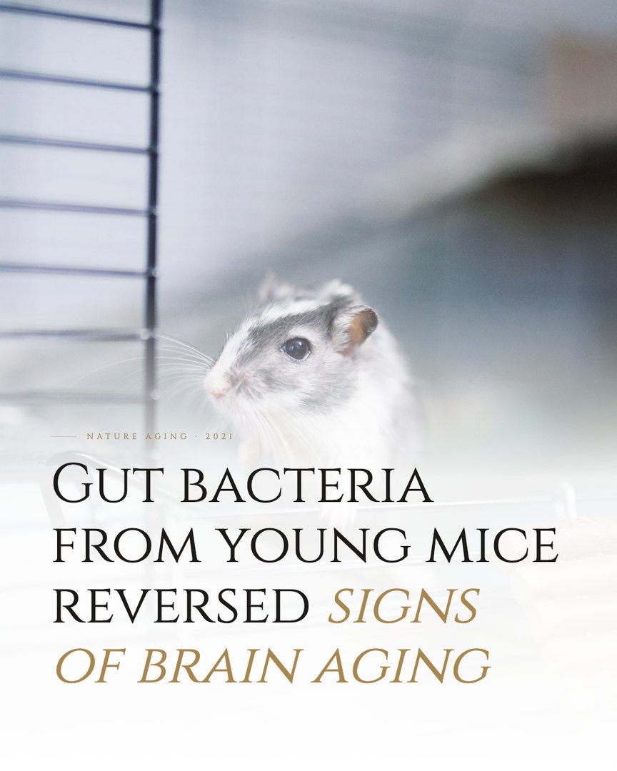 Crescent Discovery Series cover: Gut bacteria from young mice reversed signs of brain aging
