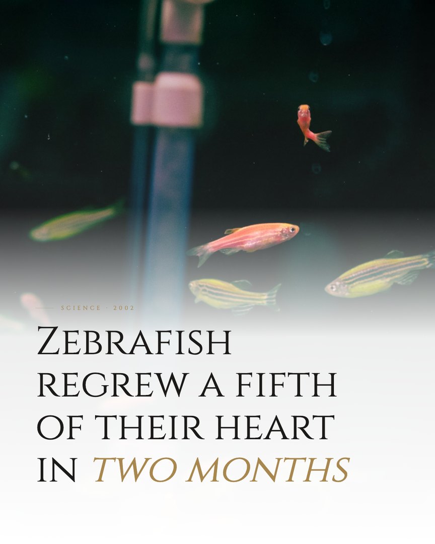 Crescent Discovery Series cover: Zebrafish regrew a fifth of their heart in two months