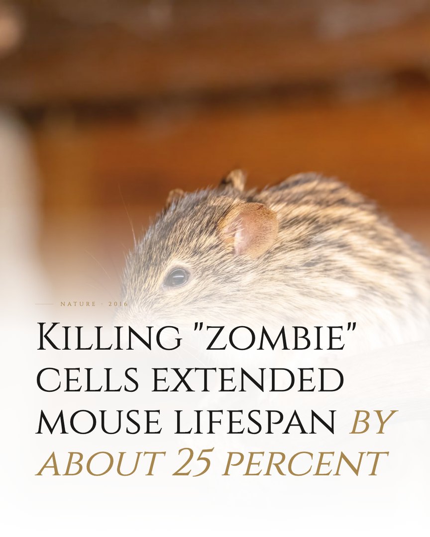 Crescent Discovery Series cover: Killing "zombie" cells extended mouse lifespan by about 25 percent